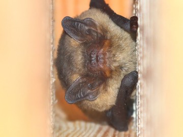 Monitoring zasiedlenia skrzynek nietoperzowych w trzech Parkach ZPKWŁ, <p>karlik drobny (Pipistrellus pygmaeus)</p>